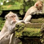 Sangeh-Monkey-Forest
