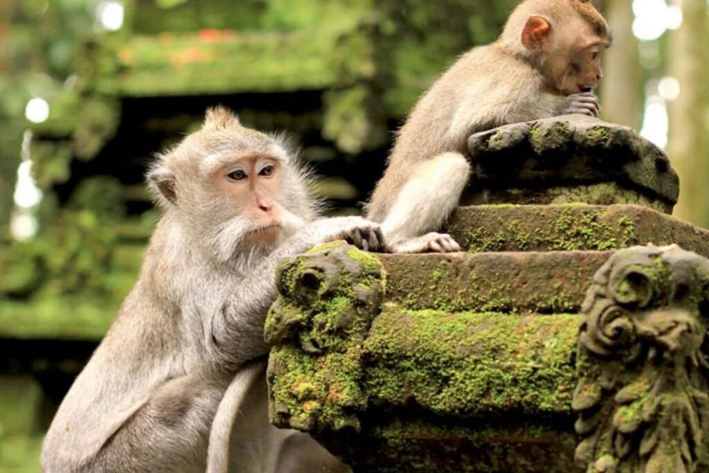 optional activities 2