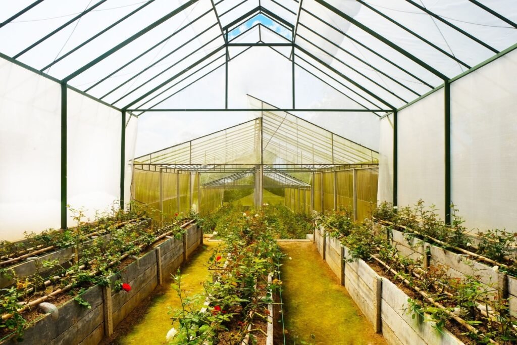 Greenhouse Plants