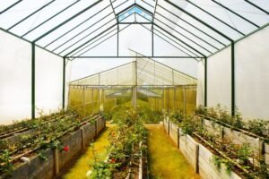 Greenhouse Plants